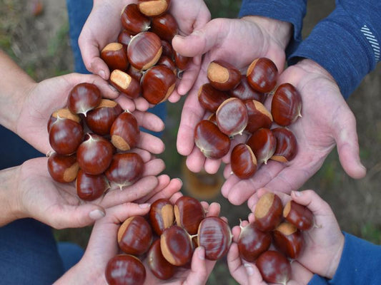 Chestnuts - European - 2025 - Free Shipping