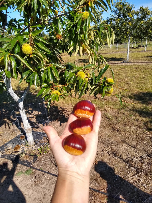 Seed Chestnuts - Choose the Cultivar