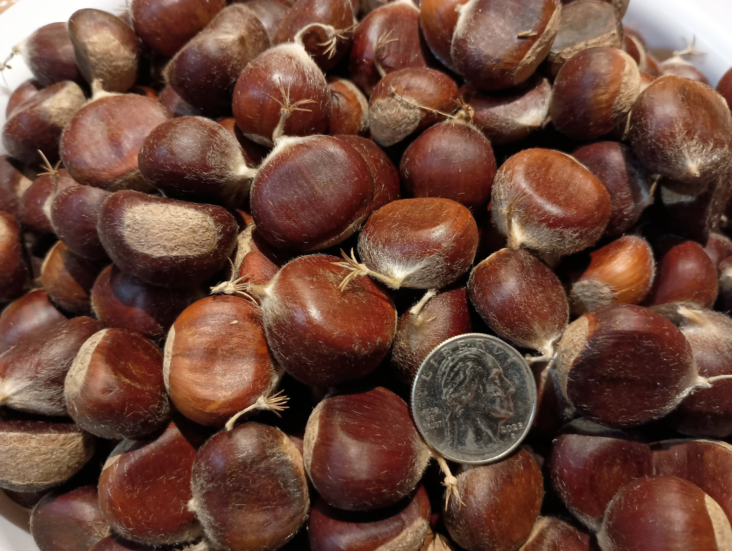 Chestnuts - Chinese - 2025 - Free Shipping