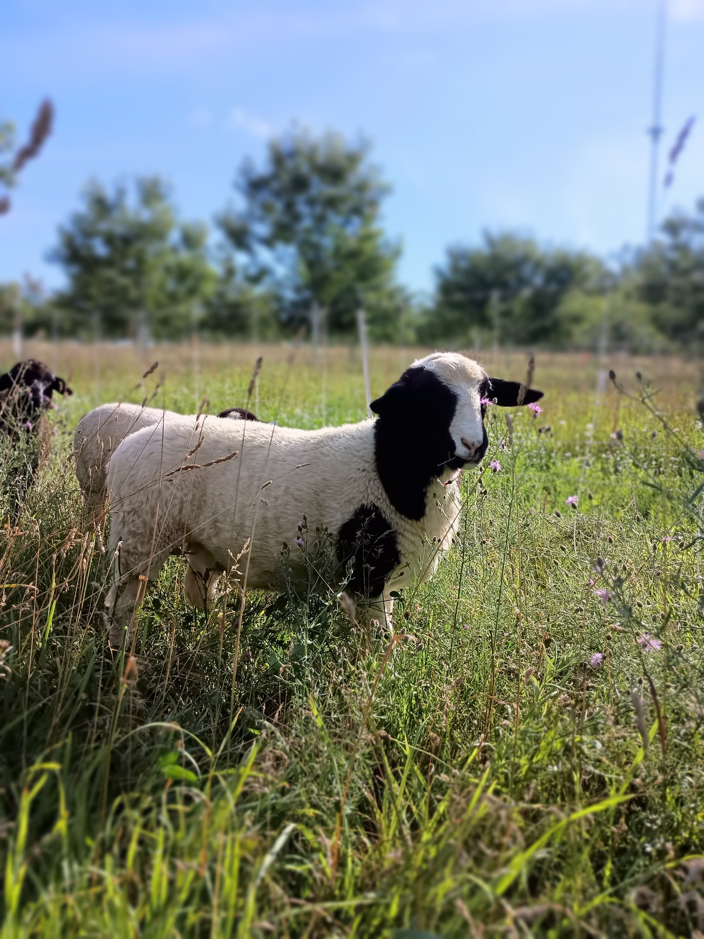 Grass Fed Lamb - Cuts