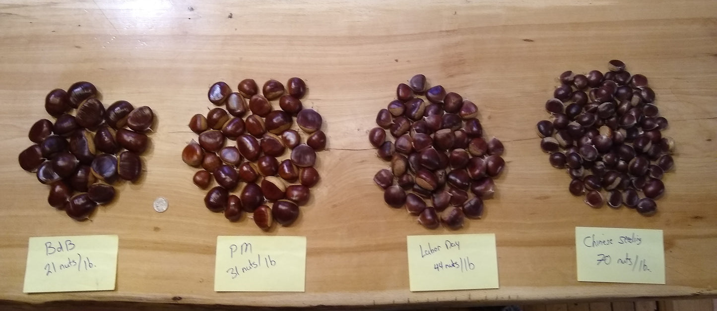 Seed Chestnuts - Choose the Cultivar
