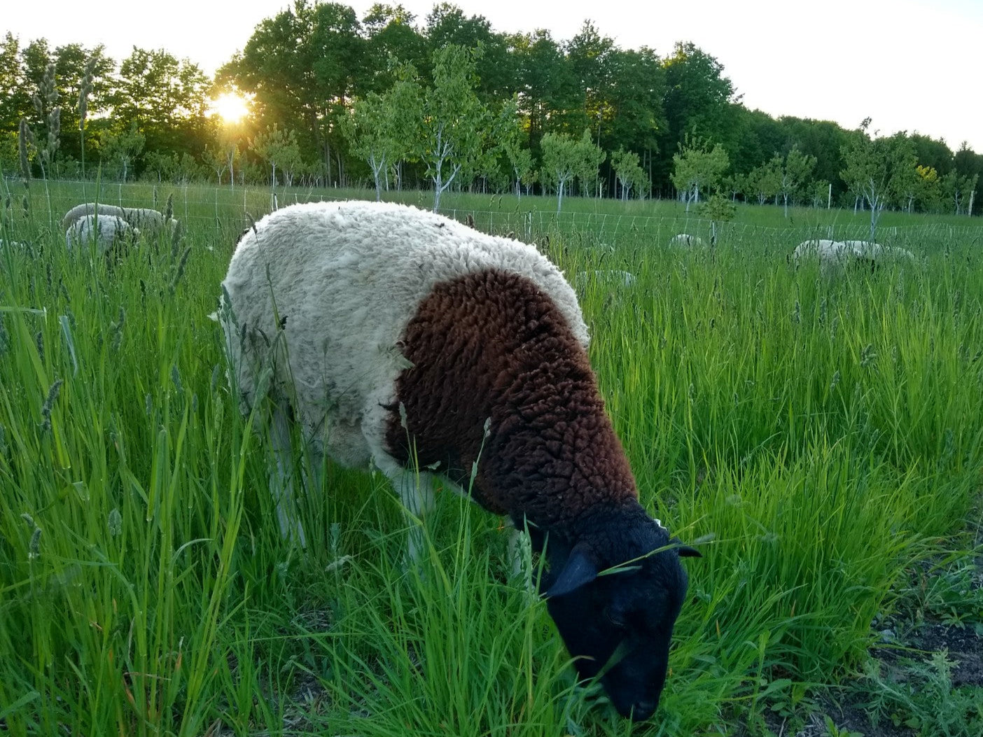 Grass Fed Lamb - Whole