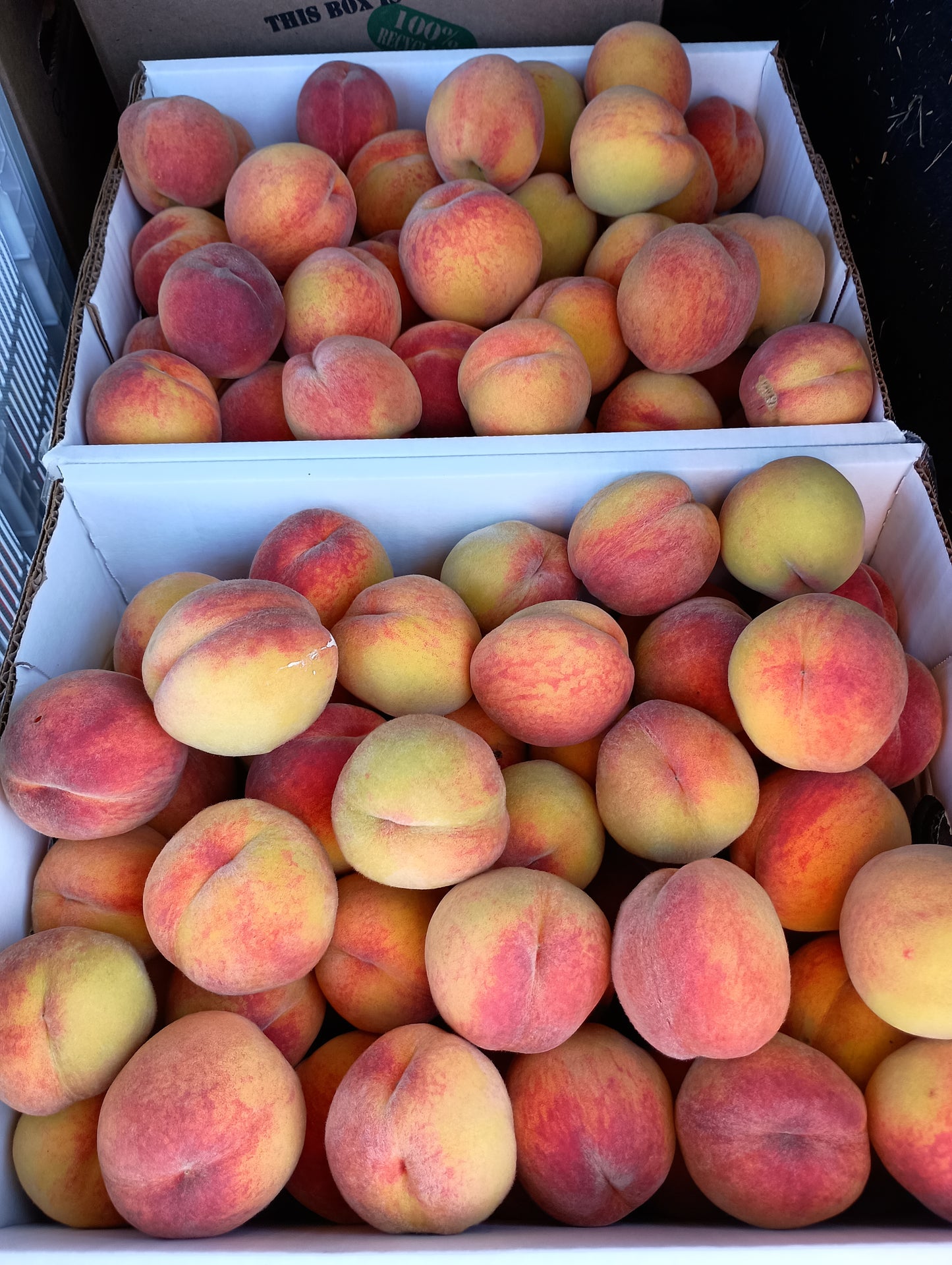 Peaches - Tree Ripened