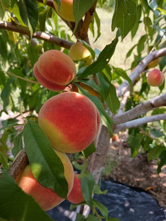 Peaches - Tree Ripened